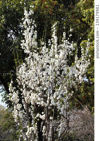 桃花盛開－2026年4月 139179981