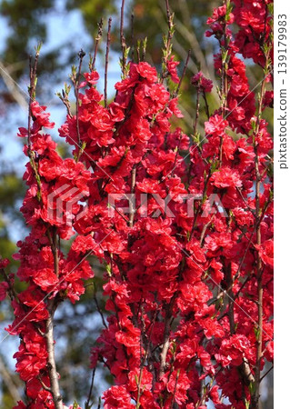 桃花盛開－2026年4月 139179983
