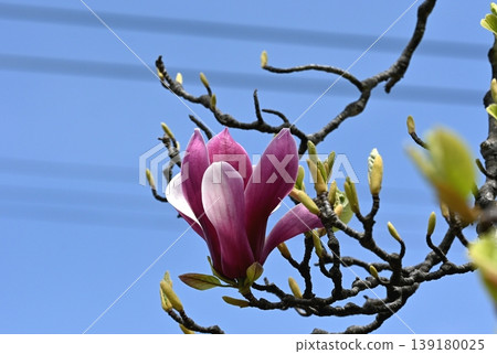 紫色樹蓮花 紫色樹蓮花 139180025