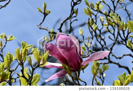 紫色樹蓮花 紫色樹蓮花 139180026