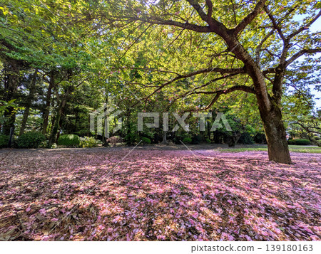 A pink carpet of double-flowered cherry blossoms spreads across the ground, with large trees and fresh green leaves forming a canopy. A park in late spring, Tochigi, Japan. A pink carpet of double-flowered cherry blossoms spreads across the ground, with large trees and fresh green leaves forming a canopy. A park in late spring, Tochigi, Japan. 139180163