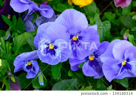 三色堇花 三色堇花 139180314