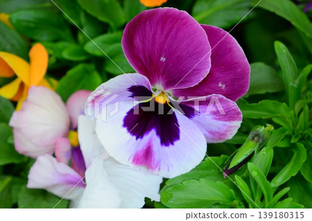 三色堇花 三色堇花 139180315