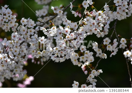 The flowers are cherry blossoms. The flowers are cherry blossoms. 139180344