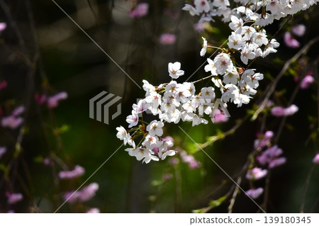 The flowers are cherry blossoms. 139180345