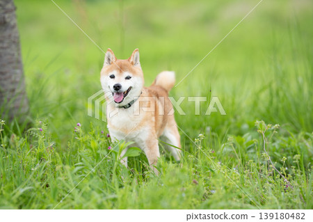 A cute Shiba Inu playing in a field. Akane the Shiba Inu, a senior model dog. A cute Shiba Inu playing in a field. Akane the Shiba Inu, a senior model dog. 139180482