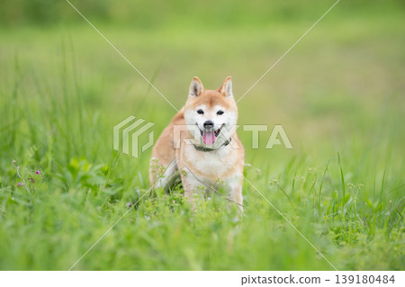 A cute Shiba Inu playing in a field. Akane the Shiba Inu, a senior model dog. A cute Shiba Inu playing in a field. Akane the Shiba Inu, a senior model dog. 139180484