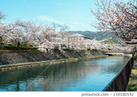 岡崎運河上櫻花盛開的美景。 岡崎運河上櫻花盛開的美景。 139180542