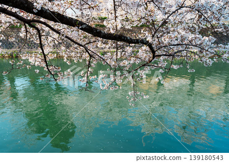 A view of cherry blossoms in full bloom over the Okazaki Canal. A view of cherry blossoms in full bloom over the Okazaki Canal. 139180543