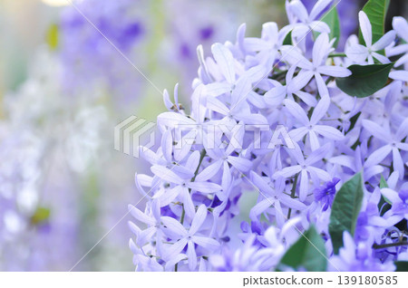Sandpaper vine, Purple wreath or Queens wreath or purple flower Sandpaper vine, Purple wreath or Queens wreath or purple flower 139180585
