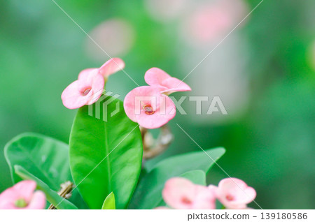 Christ Thorn, Euphorbia milii or Euphorbiaceae or Euphorbia milii Des Moul or Crown of thorns or Christ thorn or pink flower Christ Thorn, Euphorbia milii or Euphorbiaceae or Euphorbia milii Des Moul or Crown of thorns or Christ thorn or pink flower 139180586