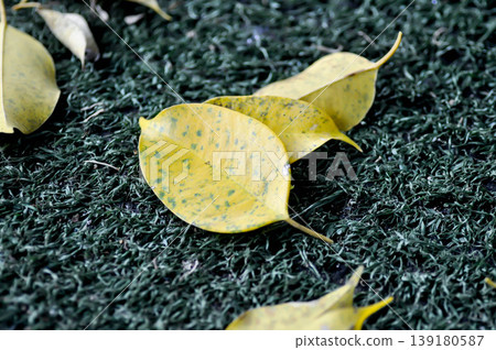 dried leaf ,wilt leaf or leaf background or fall leaves or Golden Fig leaves or Weeping Fig leaves on the ground dried leaf ,wilt leaf or leaf background or fall leaves or Golden Fig leaves or Weeping Fig leaves on the ground 139180587