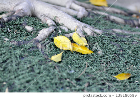 dried leaf ,wilt leaf or leaf background or fall leaves or Golden Fig leaves or Weeping Fig leaves on the ground dried leaf ,wilt leaf or leaf background or fall leaves or Golden Fig leaves or Weeping Fig leaves on the ground 139180589