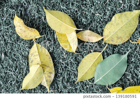 dried leaf ,wilt leaf or leaf background or fall leaves or Golden Fig leaves or Weeping Fig leaves on the ground dried leaf ,wilt leaf or leaf background or fall leaves or Golden Fig leaves or Weeping Fig leaves on the ground 139180591