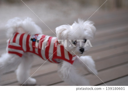 A Maltese dog peeking out A Maltese dog peeking out 139180601