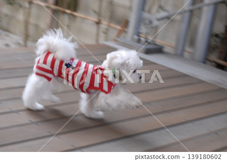 A marching Maltese A marching Maltese 139180602