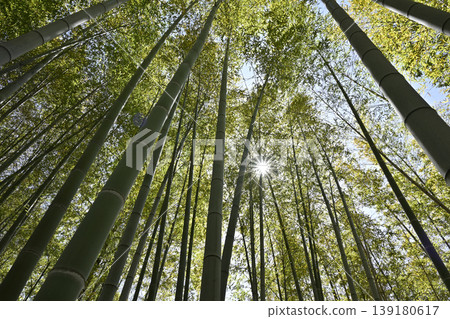 Bamboo grove at Shirotori Garden in Nagoya City Bamboo grove at Shirotori Garden in Nagoya City 139180617