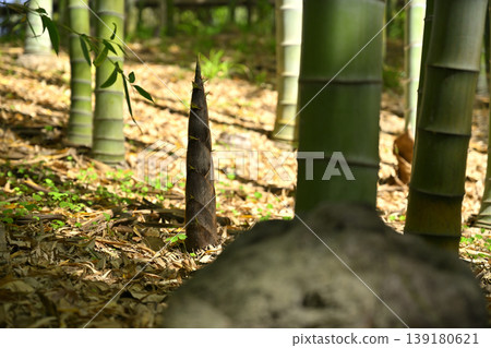 Young bamboo in the bamboo grove at Shirotori Garden, Nagoya City 139180621