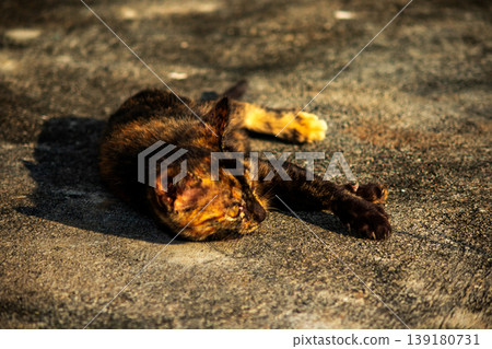 A black and orange kitten is grooming its fur. A black and orange kitten is grooming its fur. 139180731