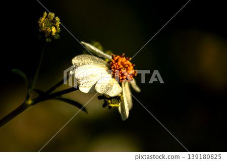 Spanish Needle: White flowers with yellow stamens. 139180825