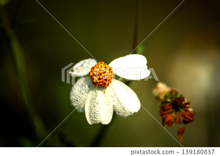 Spanish Needle: White flowers with yellow stamens. 139180837