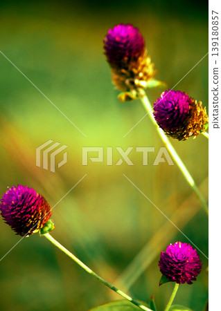 Globe Amaranth, or Bachelor Button, has purple flowers that grow in round clusters. Globe Amaranth, or Bachelor Button, has purple flowers that grow in round clusters. 139180857