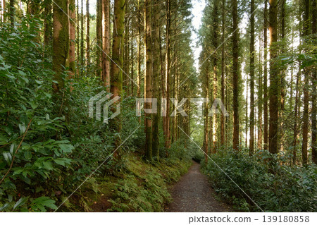 A sun-dappled pathway winds through a dense, moss-covered forest. A sun-dappled pathway winds through a dense, moss-covered forest. 139180858