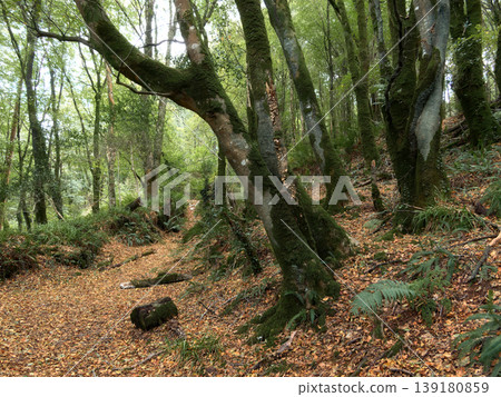 Verdant forest scene with moss-covered trees and a carpet of fallen leaves on the ground during a bright day. Verdant forest scene with moss-covered trees and a carpet of fallen leaves on the ground during a bright day. 139180859