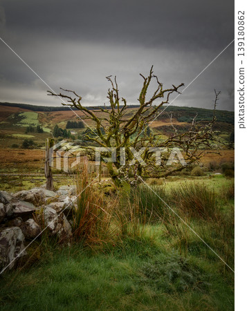 Gnarled tree standing by an old stone wall in a moorland landscape with autumn colored hills under a grey sky. Gnarled tree standing by an old stone wall in a moorland landscape with autumn colored hills under a grey sky. 139180862