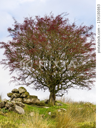 The stark beauty of a moorland setting is captured, featuring a prominent tree adorned with vibrant red fruit. The stark beauty of a moorland setting is captured, featuring a prominent tree adorned with vibrant red fruit. 139180863
