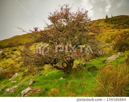 Moss-covered rocks and rich green grass surround a weathered tree showcasing its autumn bounty of red berries. Moss-covered rocks and rich green grass surround a weathered tree showcasing its autumn bounty of red berries. 139180864