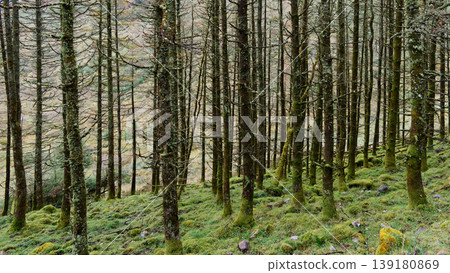 Sunlight filters through the tall, slender trees creating a moody atmosphere. Sunlight filters through the tall, slender trees creating a moody atmosphere. 139180869