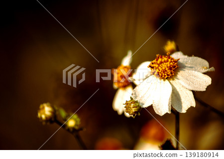 Spanish Needle: White flowers with yellow stamens. Spanish Needle: White flowers with yellow stamens. 139180914