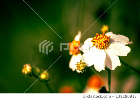 Spanish Needle: White flowers with yellow stamens. Spanish Needle: White flowers with yellow stamens. 139180915