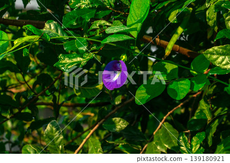 Butterfly Pea is a climbing plant with dark blue or purple flowers. 139180921