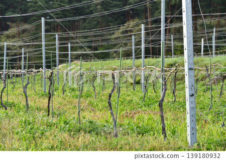 Vineyard 139180932