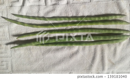 Fresh Green Drumsticks Moringa Oleifera Pods on White Fabric Fresh Green Drumsticks Moringa Oleifera Pods on White Fabric 139181040