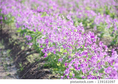 紫花 紫花 139181097