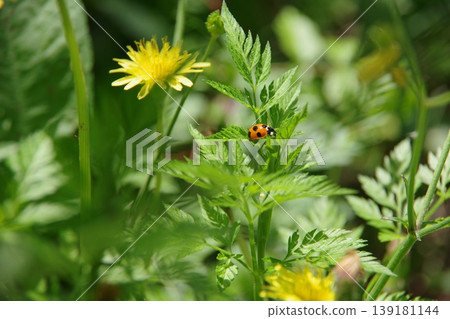 Seven-spotted ladybug and flowers 139181144