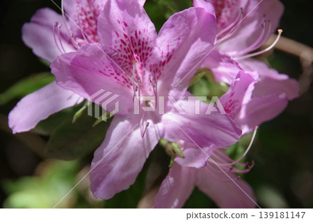 Azaleas in full bloom bathed in the spring sunshine Azaleas in full bloom bathed in the spring sunshine 139181147