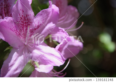 Azalea Azalea 139181148