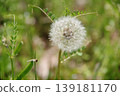 Fluffy dandelion seeds 139181170