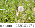 Dandelion's fluff 139181171