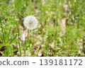 Fluffy dandelion seeds 139181172