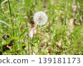 Dandelion's fluff 139181173