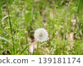 Dandelion's fluff 139181174