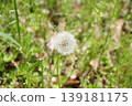 Dandelion's fluff 139181175