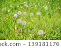 Meadow 139181176