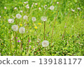 Meadow 139181177
