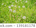 Field of spring 139181178
